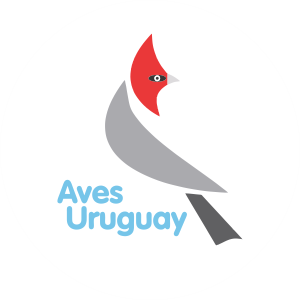 Aves Uruguay