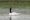 Cisne de cuello negro