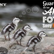 Concurso Guardián de las Aves FOTO